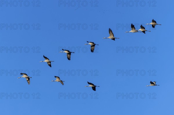 Cranes flying in V-formation against a clear blue sky, Crane (Grus grus) wildlife, Western