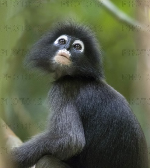 Dusky leaf monkey (Trachypithecus obscurus), Kaeng Krachan National Park, Phetchaburi Province,