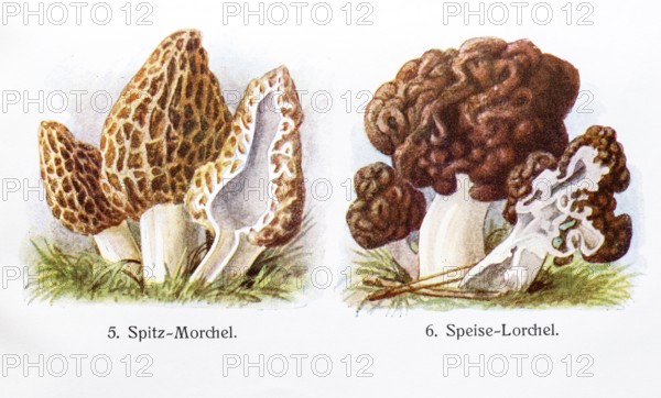 Drawings of mushrooms, black morel (Morchella elata) (syn.: Morchella conica) o. pointed morel, and