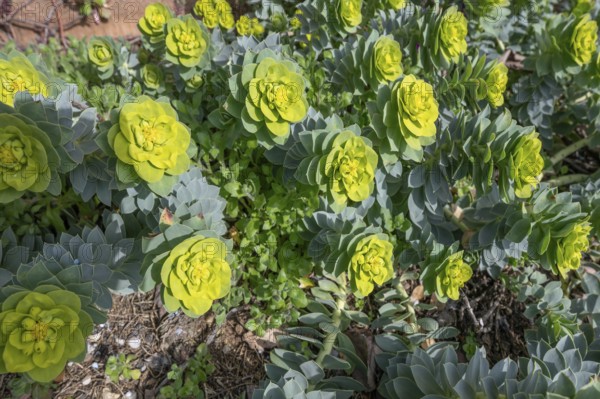 Roller spurge (Euphorbia myrsinites), Bavaria, Germany, Europe
