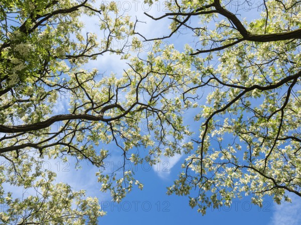 Blomstering Robinia tree, Robinia pseudoacacia, Robinie, at lake Plauer See, Brandenburg, Germany,
