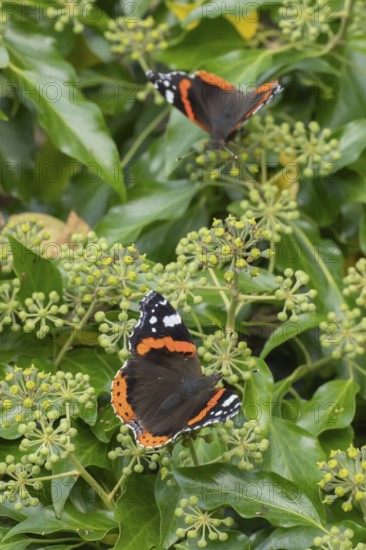 Red admiral butterfly (Vanessa atalanta) adult insect feeding on garden Ivy (Hedera helix) flowers