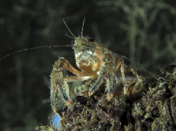 A crayfish (Faxonius limosus), American crayfish, invasive species, explores at night the