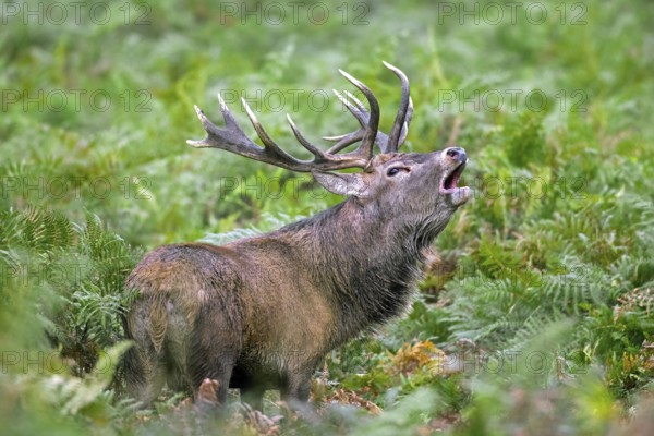 Red deer (Cervus elaphus) stag bellowing among bracken at forest's edge during the rut in autumn,