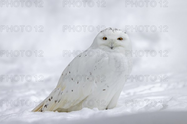 Snowy owl, white owl, Arctic owl (Bubo scandiacus, Strix scandiaca) male in the snow on the tundra