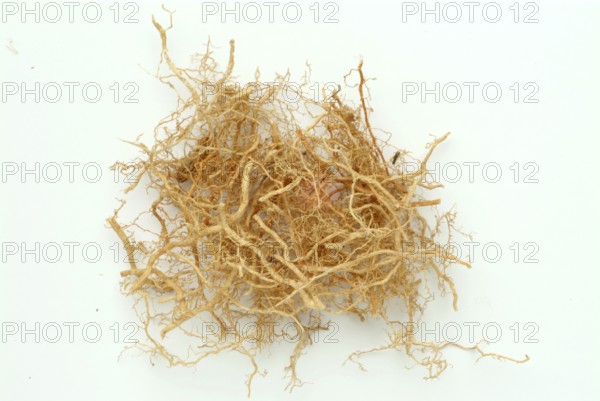 Vetiver, Chrysopogon zizanioides, Andropogon squarrosus, Andropogon muricatus, a sweet grass, is