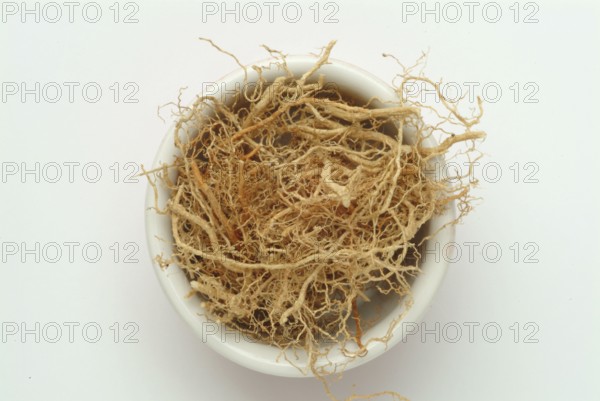 Vetiver, Chrysopogon zizanioides, Andropogon squarrosus, Andropogon muricatus, a sweet grass, is