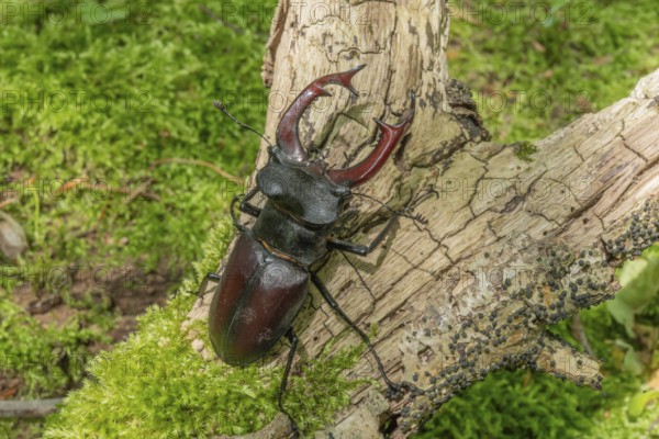 Male Raven Kite (Lucanus cervus) on the trunk of a dead tree in the forest in spring. Bas Rhin