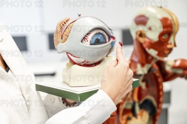 Doctor or medical student pointing at anatomical model of a human eye during a lesson in a medical