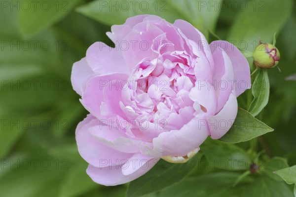 Asian peony or Chinese peony (Paeonia lactiflora), flower, ornamental plant, North