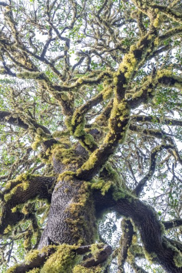 Laurel trees with mosses and lichens, Garajonay National Park, La Gomera, Canary Islands, Spain,