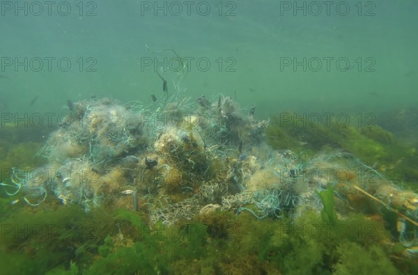 Lost fishing net lies on seabed in green algae Ulva on bright sunny day in sun glare in Black sea,