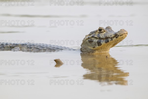 Spectacled caiman (Caiman crocodilus yacara), Alligator (Alligatoridae), Crocodile (Crocodylia),