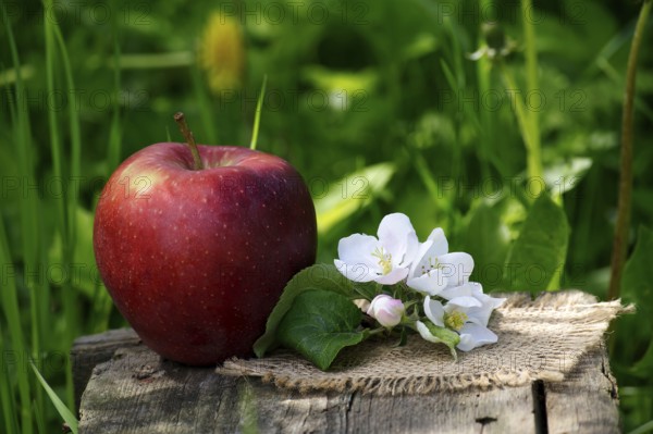 Red apple and apple blossoms on a wooden bench in the shadow of the garden and blurred green grass
