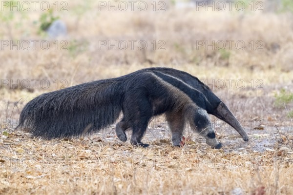 Giant anteater (Myrmecophaga tridactyla), at dusk, in front of sunrise, Pantanal, inland, wetland,