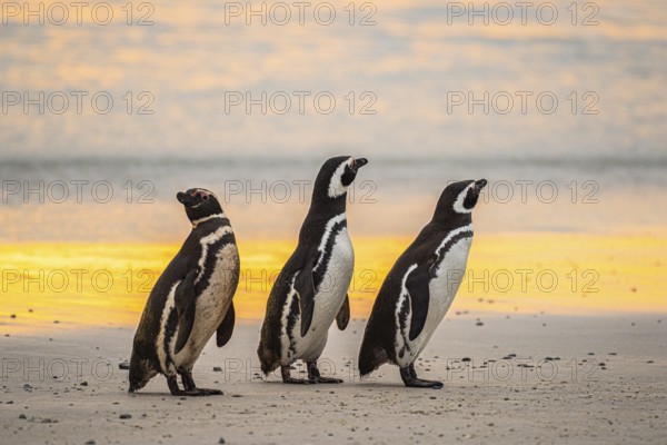 Magellanic penguins (Sphreniscus magellanicus), group in the morning light on a beach, Volunteer