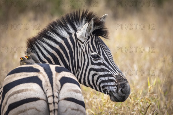 Plains zebra (Equus quagga) with red-billed oxpecker (Buphagus erythrorynchus) on its back,