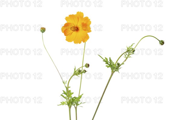 Girl's eye (Coreopsis grandiflora), cropped