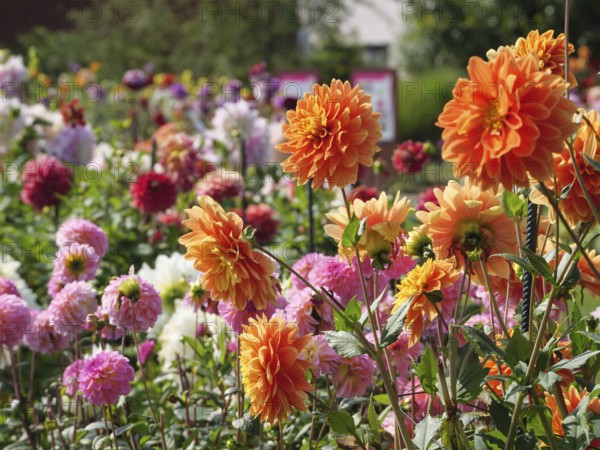 Vibrant garden with colourful dahlias in orange, pink and other colours on a sunny day, legden,
