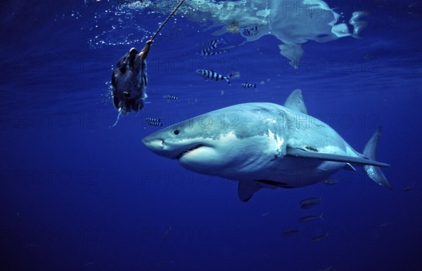 Great white shark, Carcharodon carcharias, Mexico, Pacific Ocean, Guadalupe, Central America