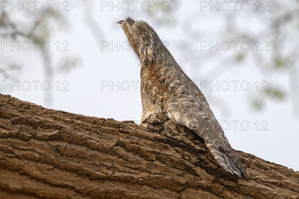 Giant day dormouse (Nyctibius grandis), Pantanal, inland, wetland, UNESCO Biosphere Reserve, World