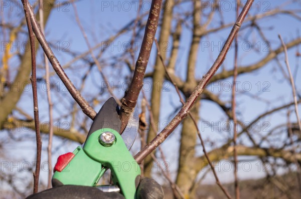 Spring pruning in the garden. Pruning an apple with garden shears. Spring pruning of fruit trees in