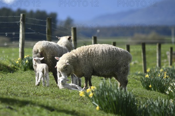 Spring lambs and sheep in a paddock of daffodils near Ikamatua, West Coast, New Zealand, Oceania