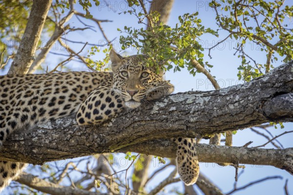 African leopard, Panthera pardus, lying on tree, portrait, Manyeleti Game Reserve, South Africa,