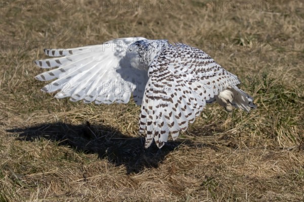 The Snowy owl, also known as the polar owl, the white owl and the Arctic owl on the shore Lake