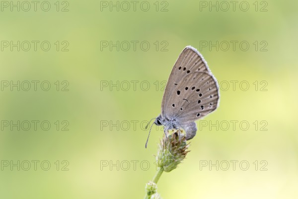 Pale meadow blue (Phengaris teleius), great burnet (Sanguisorba officinalis), butterfly laying