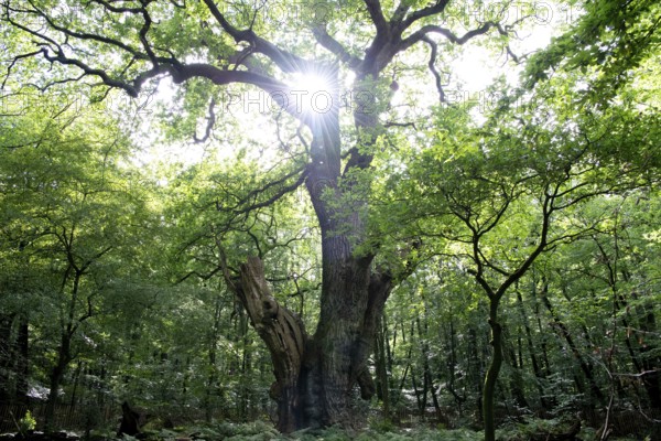 English oak (Quercus robur), Friederikeneiche natural monument, Hasbruch, Lower Saxony, Germany,