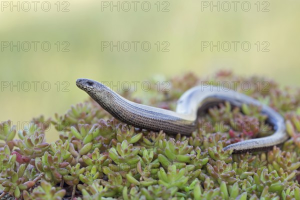 Slow worm, Anguis fragilis