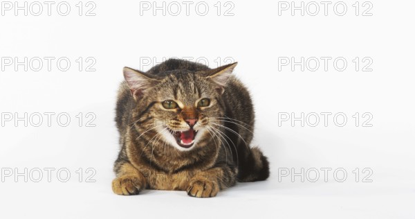 Brown Tabby Domestic Cat, Female Meowing on White Background