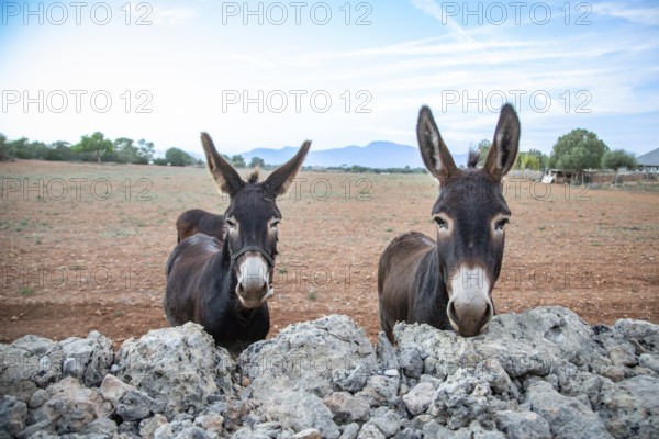 Two donkeys (Ase Balear) standing behind a natural stone wall, portrait, Llubí, Majorca, Spain,