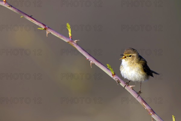 Chiffchaff, (Phylloscopus collybita), (Phylloscopus collybitus), willow warbler, songbird, perch,