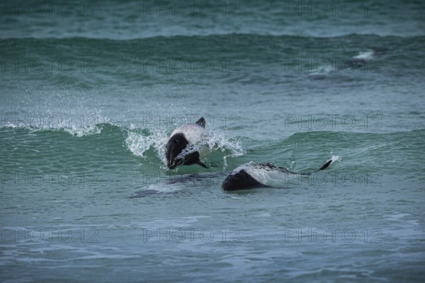 Commerson's dolphins (Cephalorhynchus commersonii), also known as Jacobita or Tonina, surfing in a