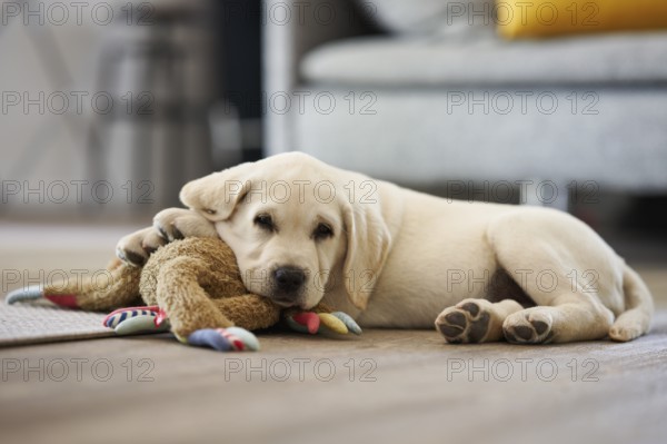 Adorable little dog resting lying on its toy plush rabbit looking contentedly at the camera in the