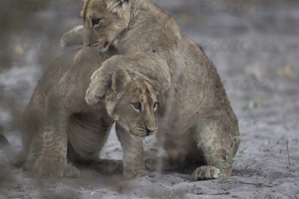 Lion cubs (Panthera leo juvenil) playing, Hyena pan private game reserve, Khwai river area,