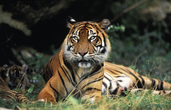 Sumatran Tiger (panthera tigris sumatrae), Mother and Cub