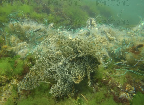 Lost fishing net lies on seabed in green algae Ulva on bright sunny day in sun glare in Black sea,