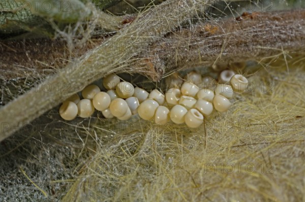 Rusty Tussock Moth (Orgyia antiqua), clutch, thread web