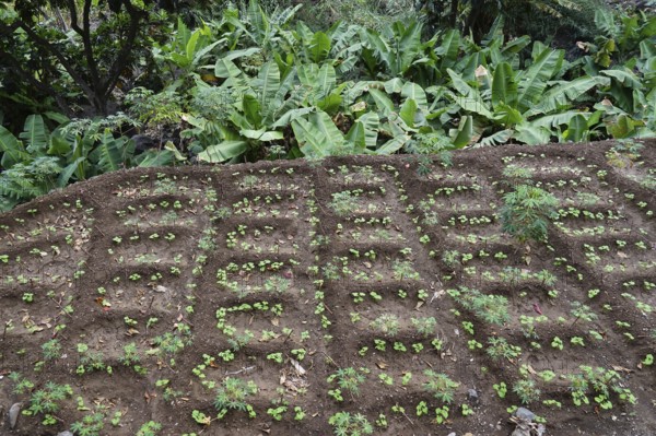 Irrigated field terrace with beans and cassava, Paul Valley, Ribeira do Paul, Santo Antao Island,