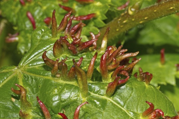 Bugle gall (Eriophyes tiliae)