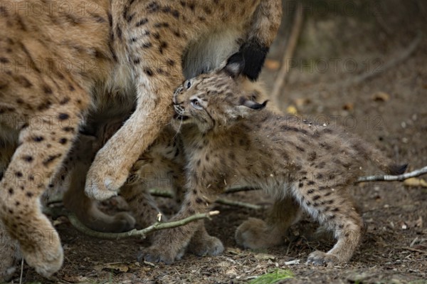Eurasian lynx (Lynx lynx) with young