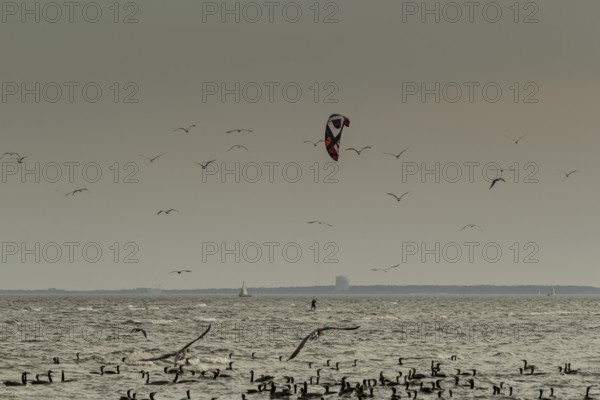 Water birds watching kitesurfers, Baltic Sea, Grömitz, Germany, Europe