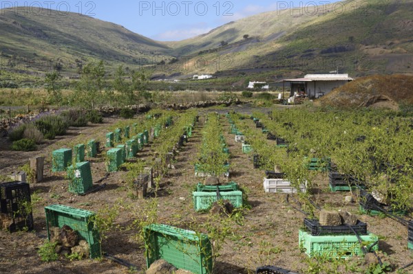 Drip irrigation and windbreak, vegetable field cultivation, pepperoni, near Haria, Lanzarote,