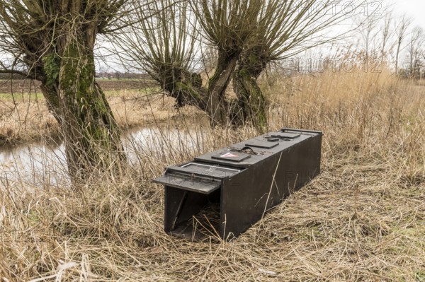 NSG Südliche Leineaue, Laatzen, live trap for catching nutrias (Myocastor coypus) on the bank of