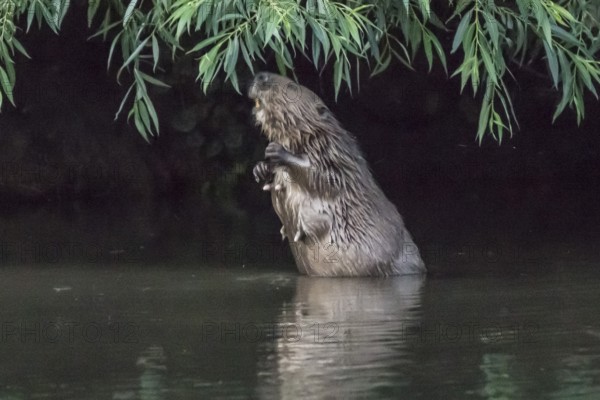 Female beaver (Castor fiber) eats willow leaves, Hannover, Ihme Umfluter Schneller Graben, Lower