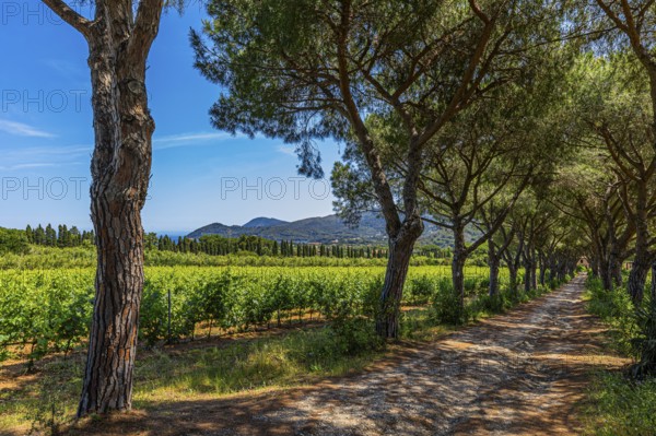 Pine avenue on the road from Porto Azzurro to Portoferraio, Elba Island, Tuscan Archipelago