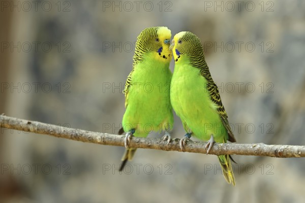 Budgerigar (Melopsittacus undulatus), adult, natural colours, pair on a branch, social behaviour,